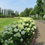 6月20日 花めぐりの旅【いきがい学習部】🚌